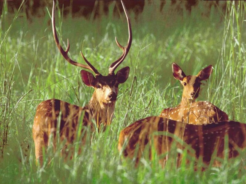 2 Night 3 Days Chitwan Jungle Safari Tour - Itinerary and Logistics