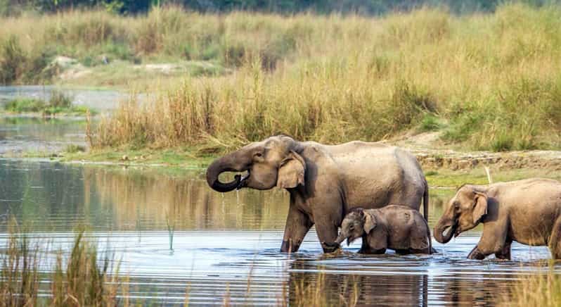2 Night 3 Days Chitwan National Park/From Kathmandu/Pokhra - Highlights and Activities