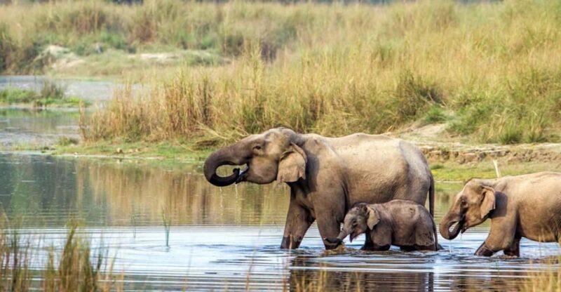 2 Night 3 Days Chitwan National Park/From Kathmandu/Pokhra - Arrival and Accommodation