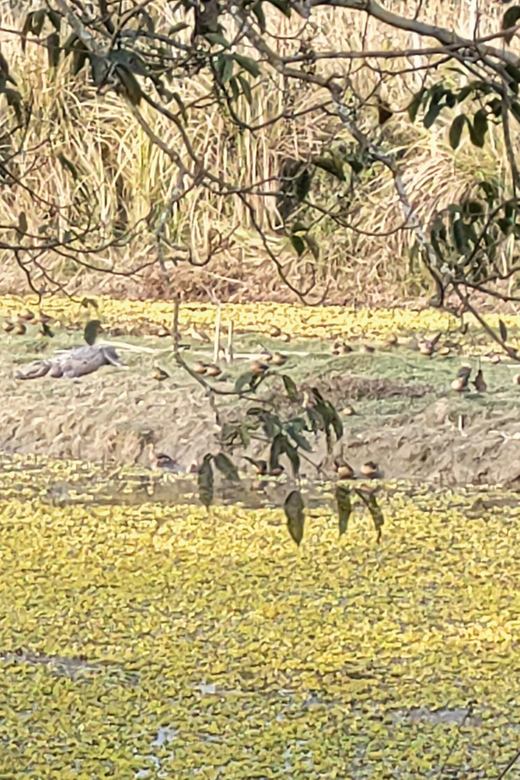 2 Night 3 Days Safari Tour in Chitwan National Park - Key Points