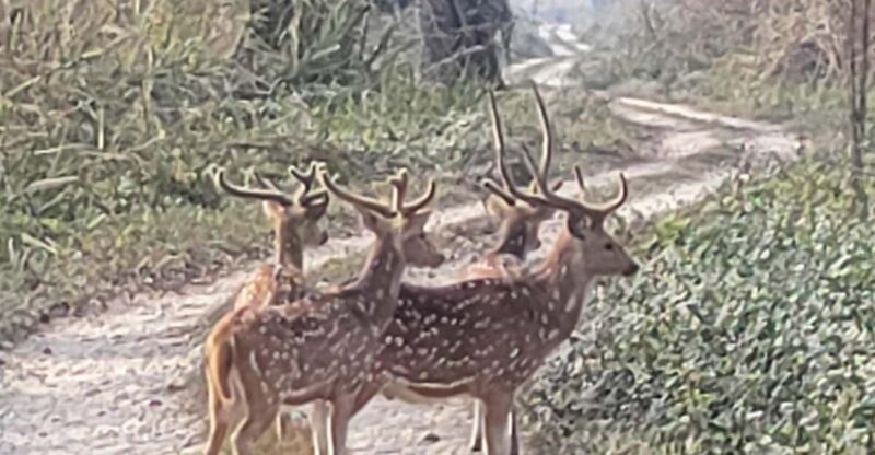 2 Night 3 Days Safari Tour in Chitwan National Park - Chitwan National Park Significance