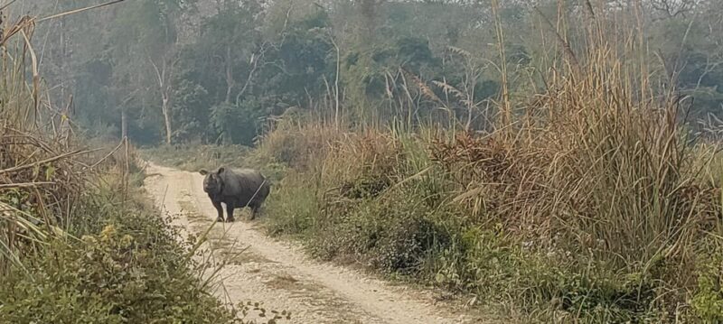 2 Night 3 Days Safari Tour in Chitwan National Park - Itinerary Highlights