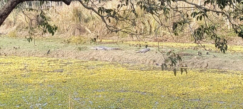 2 Night 3 Days Safari Tour in Chitwan National Park - Inclusions and Exclusions
