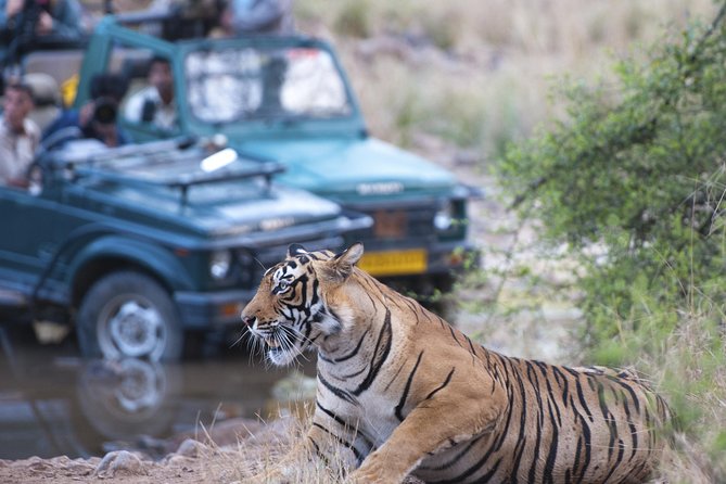 2-Night Private Ranthambore National Park and Wildlife Tour From Delhi - Tour Itinerary and Highlights