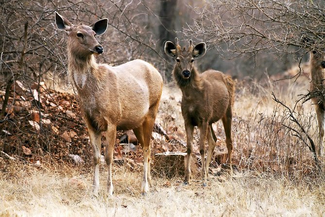 2-Night Private Ranthambore National Park and Wildlife Tour From Delhi - Ranthambore National Park Exploration