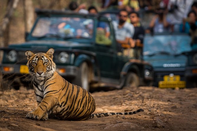 2-Night Private Ranthambore National Park and Wildlife Tour From Delhi - Cancellation Policy and Considerations