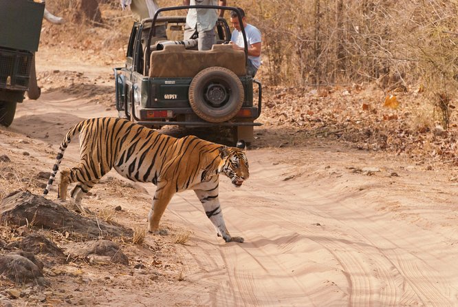 2-Night Private Ranthambore National Park and Wildlife Tour From Delhi - Additional Experiences and Excursions