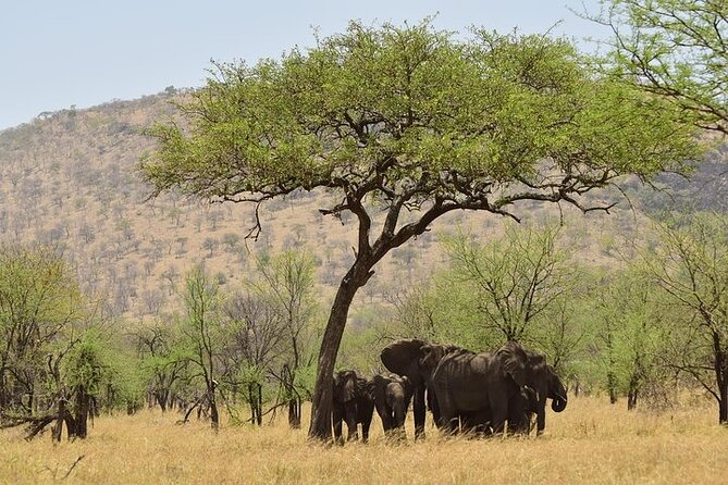 2 Nights 3 Days Amboseli National Park - Accessibility Features