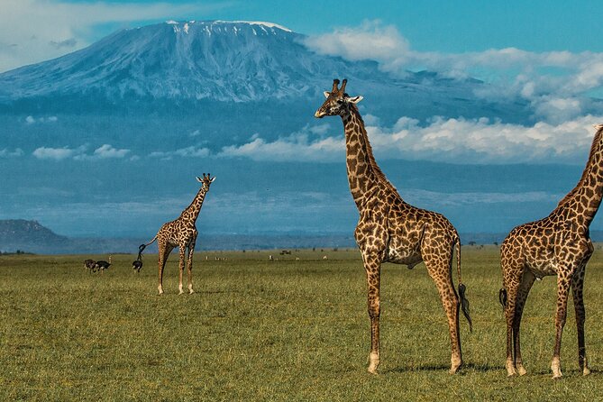 2 Nights 3 Days Amboseli National Park - Customer Reviews