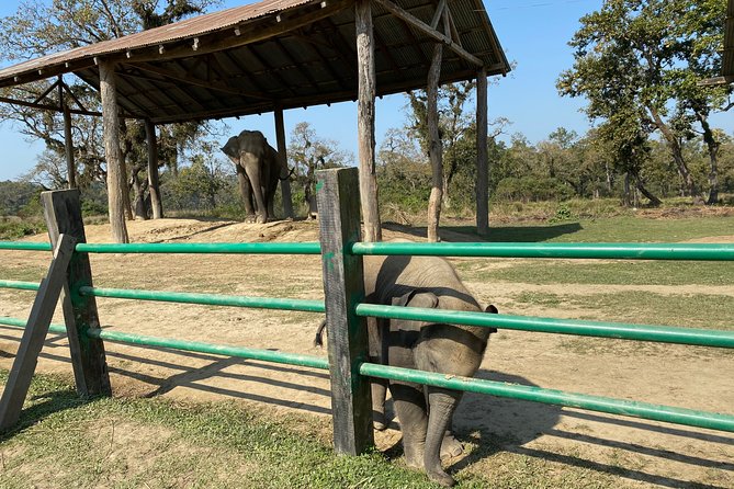 2 Nights 3 Days Chitwan Jungle Safari Tour - Exploring Tharu Culture
