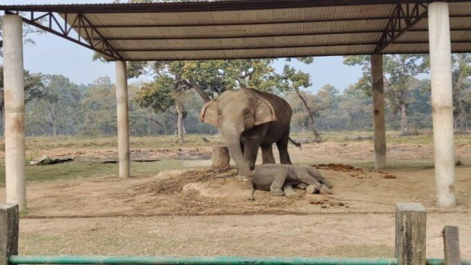 2 Nights 3 Days Chitwan Jungle Safari Tour - Language and Communication