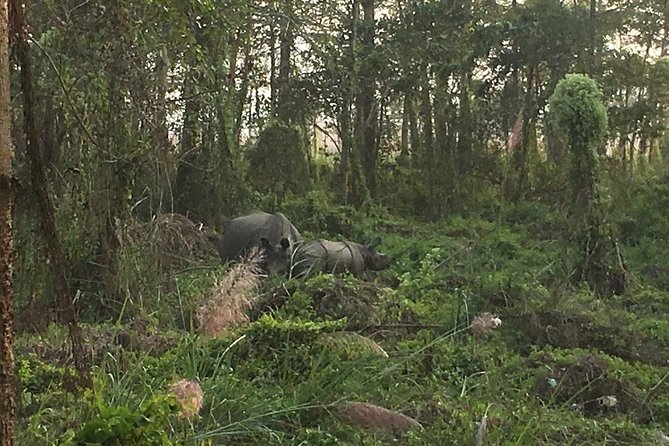 2 Nights 3 Days Chitwan Jungle Safari Trip From Pokhara. - Cultural Experiences in Tharu Villages