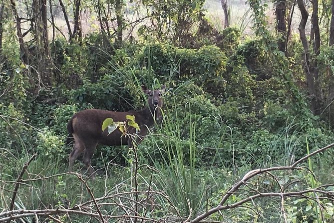 2 Nights 3 Days Chitwan Jungle Safari Trip From Pokhara. - Accommodation and Meals Provided