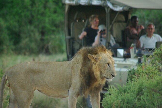 2 Nights 3 Days Masai Mara Safari Package - Meeting and Pickup