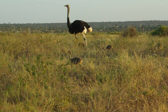 2 Nights 3 Days Masai Mara Safari Package - Health and Accessibility