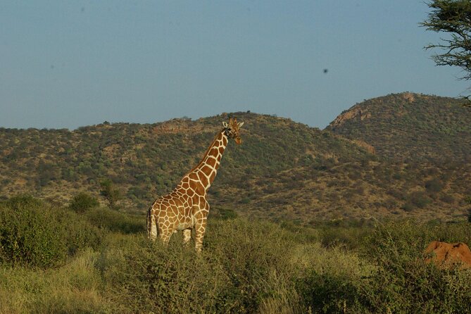2 Nights 3 Days Masai Mara Safari Package - Frequently Asked Questions
