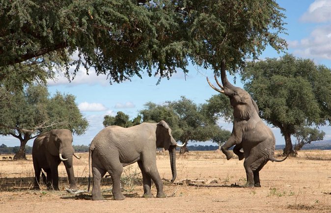 2 Nights 3 Days Overnight Mokoro Trail Okavango Delta - Key Points