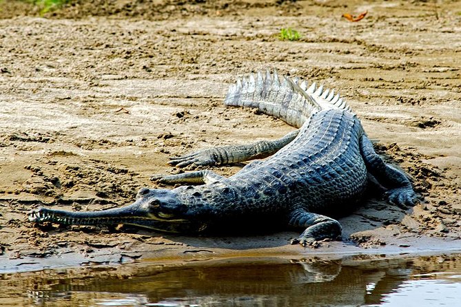 2 Nights Chitwan Jungle Safari Tour From Kathmandu or Pokhara - Accessibility and Group Size