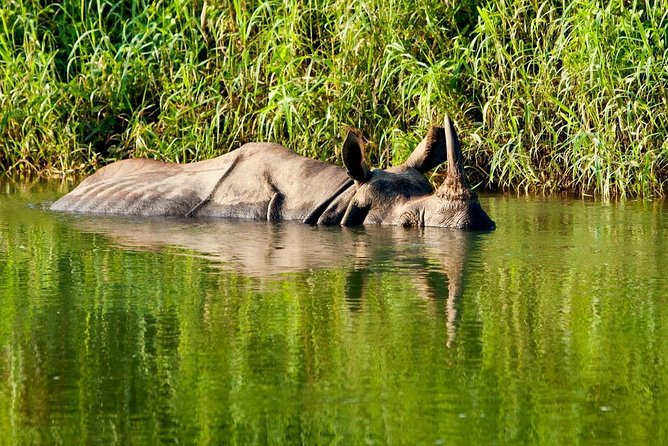 2 Nights Chitwan Jungle Safari Tour From Kathmandu or Pokhara - Operator Information