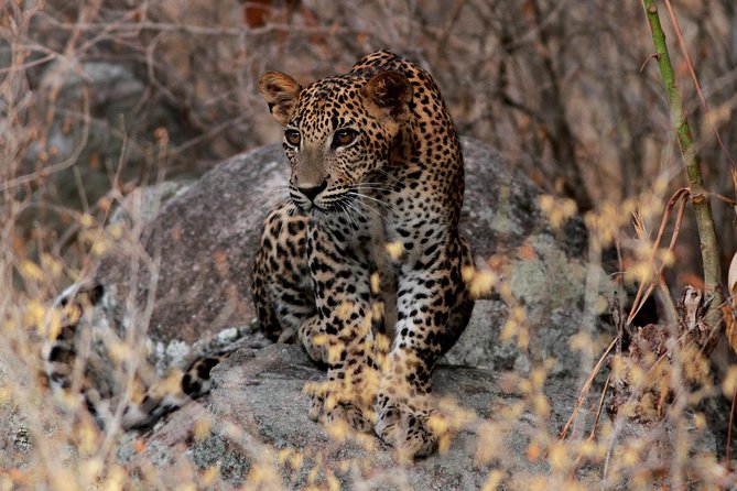 2 Nights Luxury Wild Experience in Leopard Nest With Return Transfers - Tour Overview
