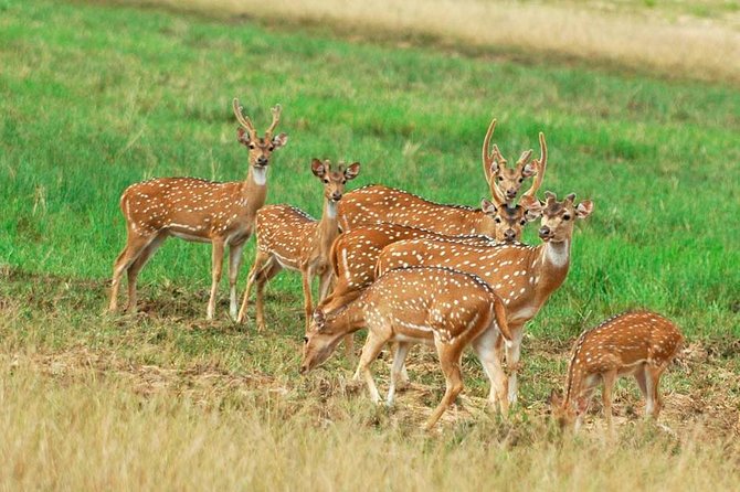 2 Nights Luxury Wild Experience in Leopard Nest With Return Transfers - Tour Overview