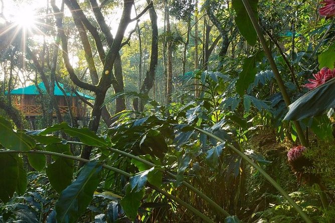 2 Nights Munnar Treehouse Escape With Private Car- Iris Holidays - Reviews and Ratings