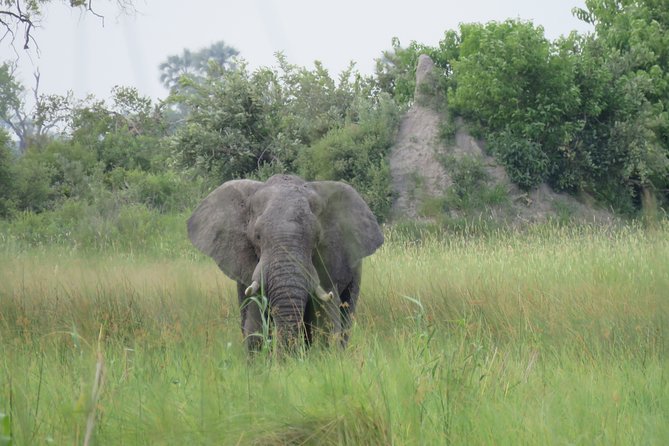 2 Nights Okavango Delta Mokoro Wildcamping Tour, All-Inclusive - Accommodation and Meals