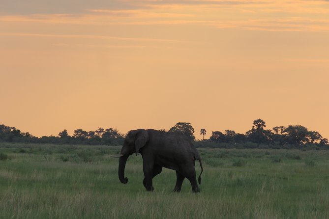 2 Nights Okavango Delta Mokoro Wildcamping Tour, All-Inclusive - Wildlife Viewing Opportunities