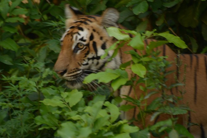 2 Nights Stay at Dhikala Zone in Jim Corbett National Park - Park Overview