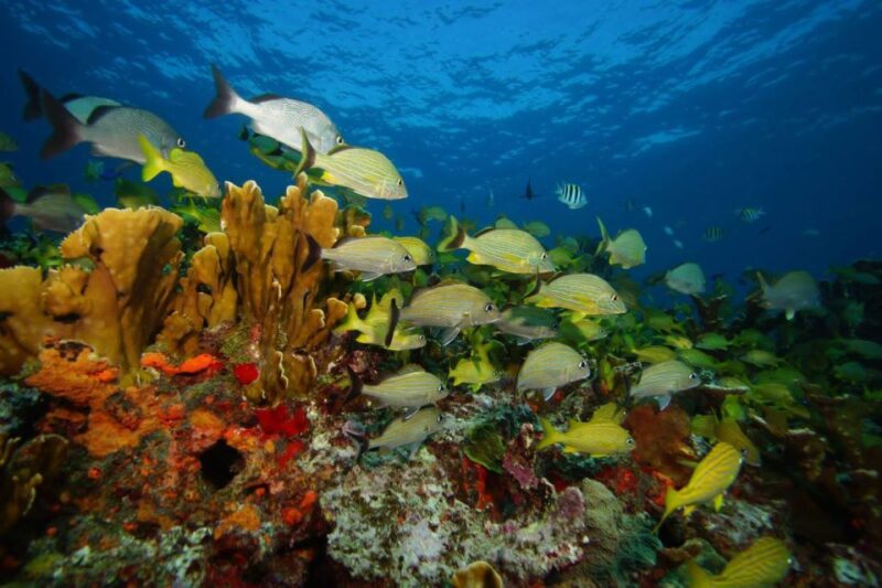 2 Ocean Dives: MUSA Underwater Museum and Manchones Reef - Key Points