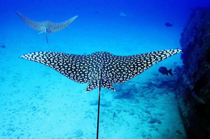 2 Ocean Dives: MUSA Underwater Museum and Manchones Reef - Itinerary
