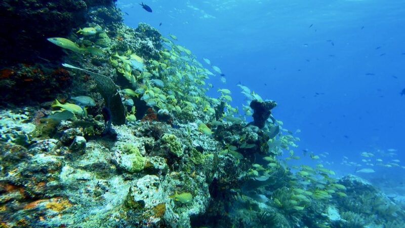2 Ocean Dives: MUSA Underwater Museum and Manchones Reef - Highlights and Experience