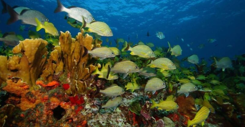 2 Ocean Dives: MUSA Underwater Museum and Manchones Reef - Included and Not Included