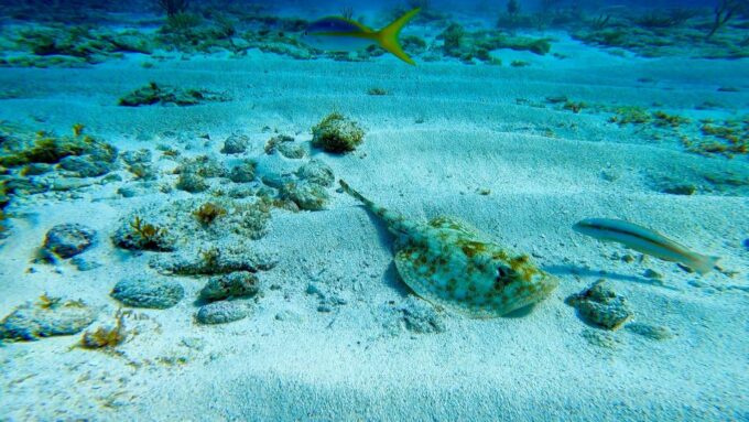 2 Ocean Dives: MUSA Underwater Museum and Manchones Reef - Frequently Asked Questions