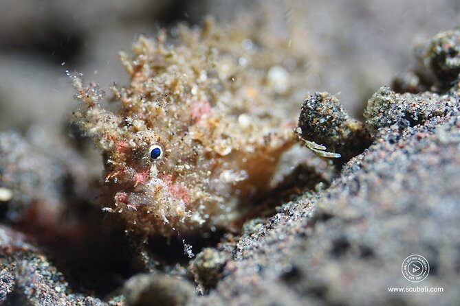2 or 3 Dives in Nusa Lembongan and Penida, for Certified Diver (In Lembongan) - Iconic Dive Sites