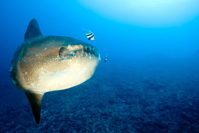 2 or 3 Dives in Nusa Lembongan and Penida, for Certified Diver (In Lembongan) - Manta and Mola Mola Sightings
