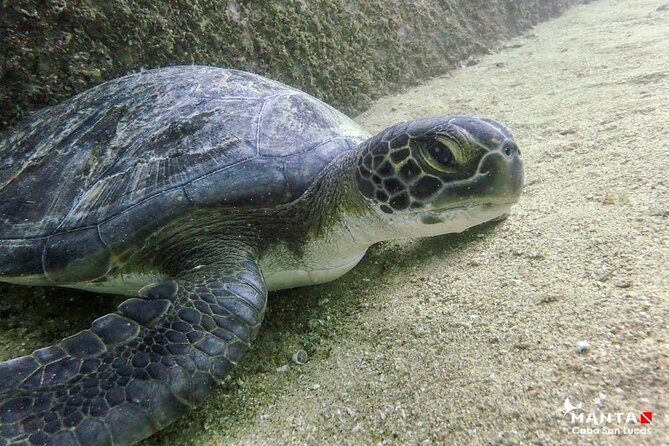 2 Tank Combo Cabo Reserve & Corridor, Certified Divers With MANTA - Booking Information