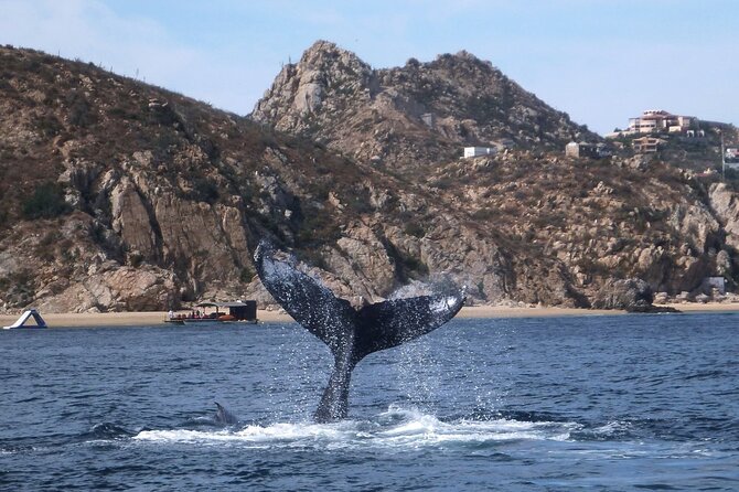 2 Tank Combo Cabo Reserve & Corridor, Certified Divers With MANTA - Exploring The Corridor