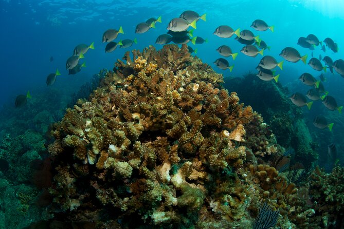 2 Tank Combo Cabo Reserve & Corridor, Certified Divers With MANTA - Seasonal Sightings