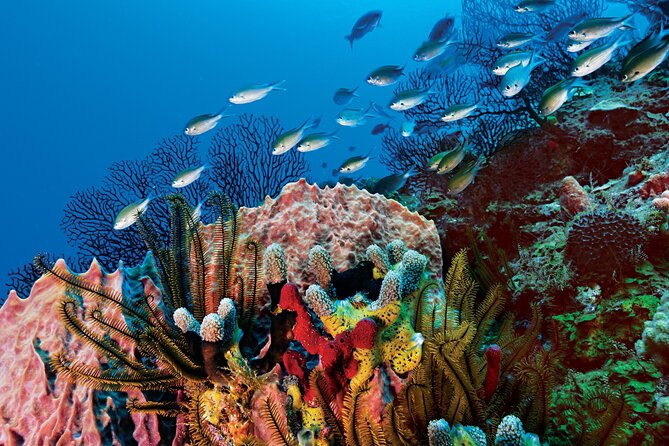 2 Tank Dive (For Certified Divers) - Exploring the Mesoamerican Barrier Reef