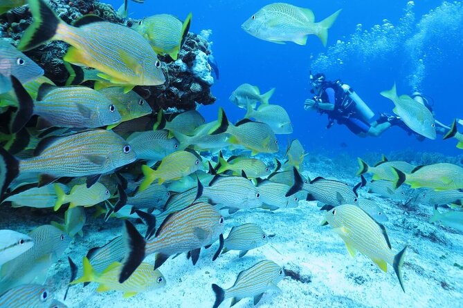 2 Tank Dive (For Certified Divers) - Personalized Service for New Divers