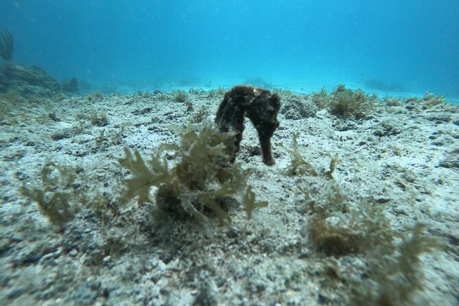2 Tank Guided Shore Dive - Inclusions and Additional Services