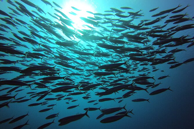2 Tank Guided Shore Dive - Exploring Coral Reefs and Wrecks