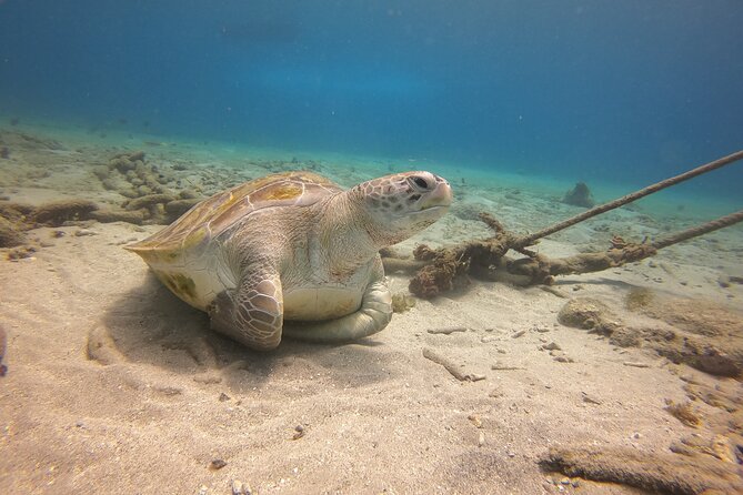 2 Tank Guided Shore Dive - Confirmation and Booking Process