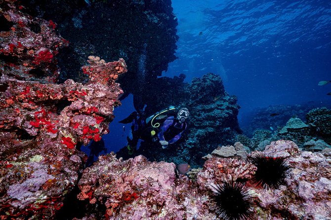 2 Tank Lanai Cathedral Scuba Dive (Boat) - Underwater Scenery