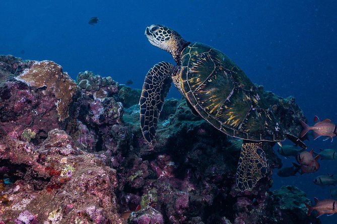 2-Tank Maui Turtle Scuba Dive or Snorkel Boat Tour - Booking and Confirmation