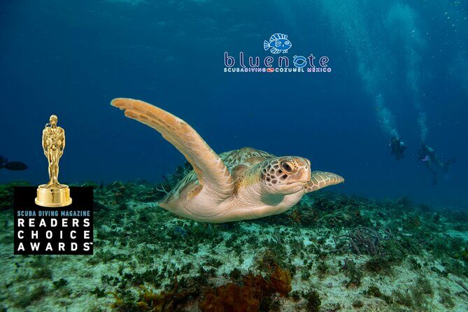 2 Tank Morning Dive: Scuba Diving in Cozumel - An In-Depth Look at the Experience