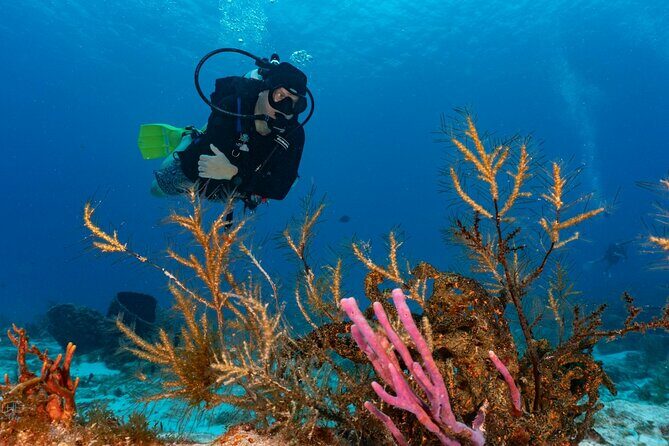 2 Tank Morning Dive: Scuba Diving in Cozumel - FAQs