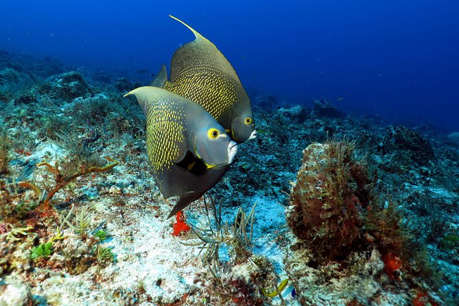 2-Tank Morning or Afternoon Dives in Playa Del Carmen Certified Divers Only - Marine Life and Dive Sites