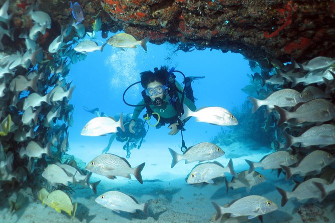 2-Tank Morning or Afternoon Dives in Playa Del Carmen Certified Divers Only - Dive Schedule and Duration